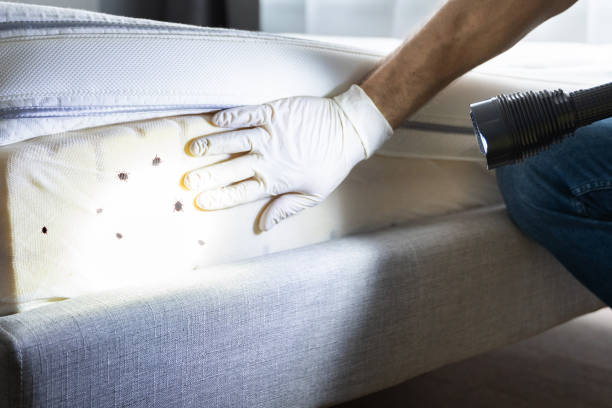 Best Local Pest Control Services  in Salamanca, NY