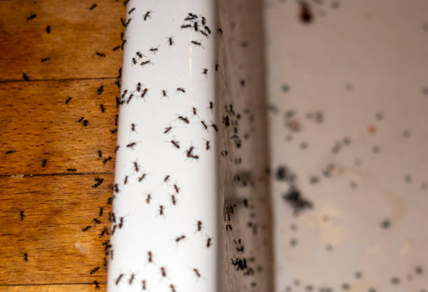 Reliable Salamanca, NY Pest Control Solutions