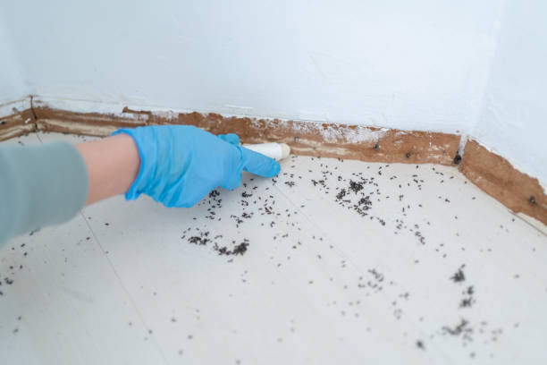 Best Pest Control Near Me  in Salamanca, NY
